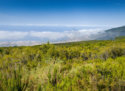 高山和海边城镇的树顶上有美丽风景图片