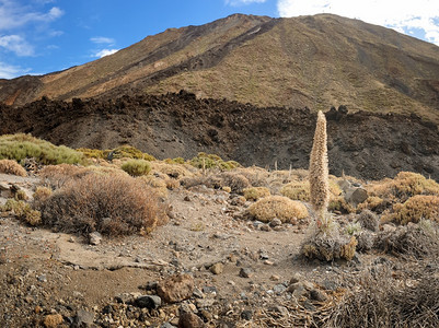 火山坡上美丽的植物景观和塔吉纳斯特花朵火山坡上美丽的干植物景观和塔吉纳斯特花卉图片