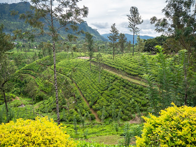 山坡上的地景观和茶叶种植园山坡上的地景观和茶叶种植园图片