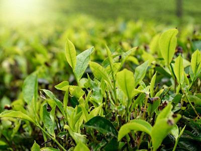 清晨新绿茶叶上闪耀着阳光的美丽照片清晨新绿茶叶上闪耀着阳光的美丽图像图片