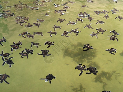 大量新生海龟在型泳池中游在野生动物保护中心有海水许多新生龟在大型泳池中游野生物保护中心有海水图片