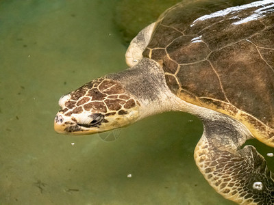 海龟头在野生物救援中心的大型水池游泳图片