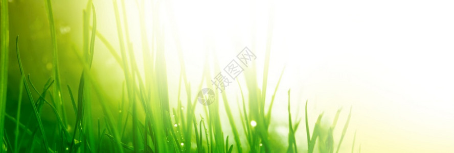 绿色草加上水滴自然平背景图片