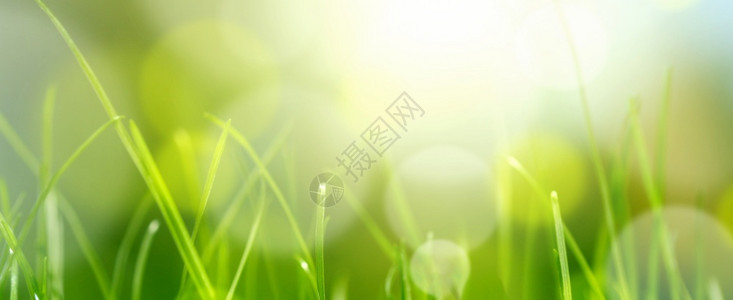 绿色草原自然水平背景图片