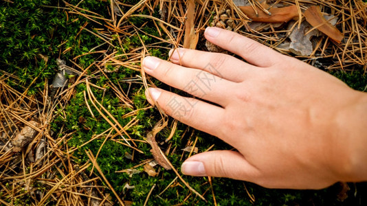 女手放在森林中的绿苔和松树针上紧贴着女手生态环境保护和与自然谐相处的概念女手放在绿苔和松树针上紧贴着女手生态环境保护和与自然谐相图片
