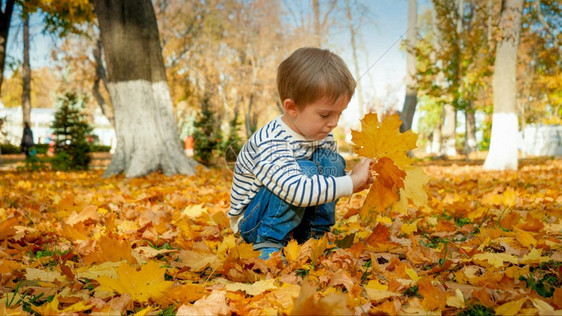 小孩男坐在公园采摘落下的树叶图片
