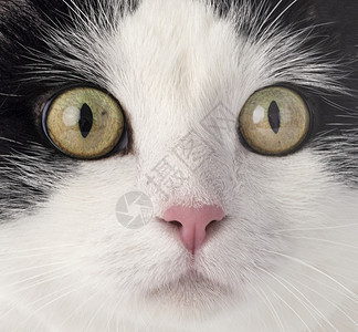 白色背景面前的流浪猫背景图片