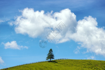 绿色山上的单树松与美丽的蓝天相对立夏季阳光明媚的白天有云山上多彩的风景绿草云彩多的天空背景图片