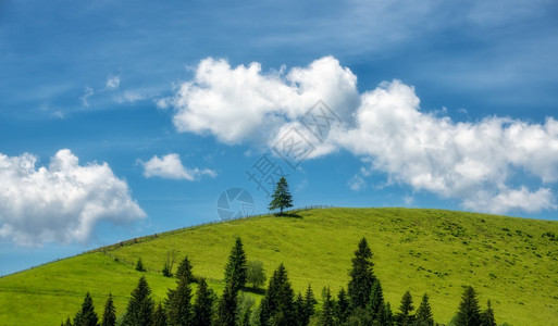绿色山上的单树松与美丽的蓝天相对立夏季阳光明媚的白天有云山上多彩的风景绿草云彩多的天空图片