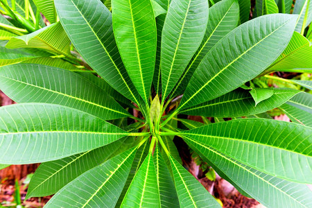 具有绿叶自然形态弗吉帕尼普卢梅花树的热带植物图片