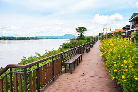 黄花和蓝天湄公河泰国清汗洛伊图片