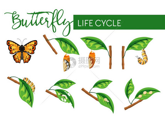 蝴蝶幼虫生命周期矢量插画图片