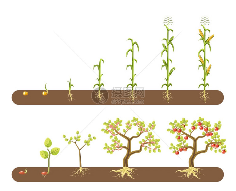 蔬菜农作物生长周期矢量插画图片