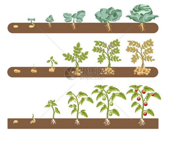农作物生长周期矢量插画图片