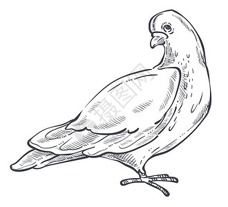 和爪子清晰的羽流生物动鸽子或动物素描鸟类和平象征物动素描鸟类插画