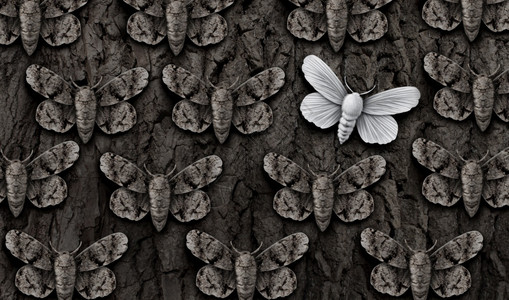 动物 无助脆弱的概念和是一群飞蛾它们躲藏起来伪装成保护颜色隐藏在