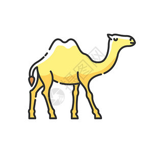 骆驼RGB颜色图标阿拉伯家养动物热带气候外来野生外居民生两座驼孤立矢量图图片