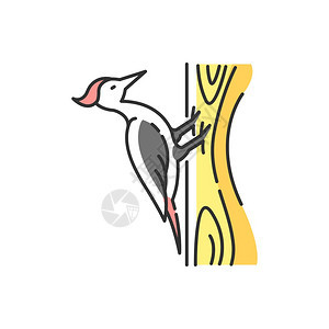 卡通可爱啄木鸟图片