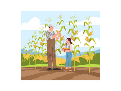 农场父亲和女儿玉米地收割玉米矢量插画图片