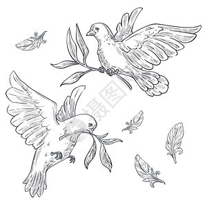 鸽子或用橄榄枝树飞翔用橄榄枝树飞翔在鸟嘴边的孤立类草图中野生动物和平宗教象征翅膀羽毛纯度和用爪子象征希望的生物飞行图片