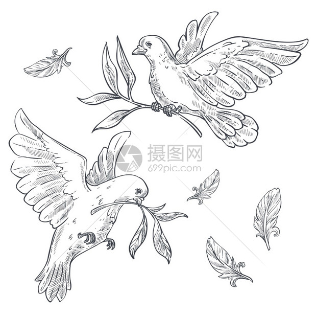鸽子或用橄榄枝树飞翔用橄榄枝树飞翔在鸟嘴边的孤立类草图中野生动物