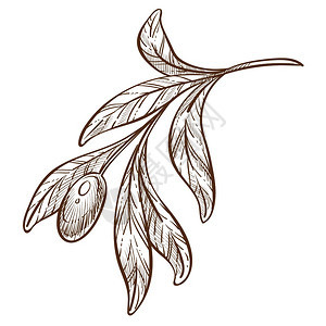 卡通单色植物橄榄枝矢量元素图片