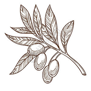 卡通单色植物橄榄枝矢量元素图片