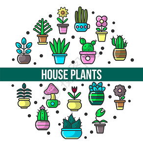 室内植物和花插在锅上传的粉媒介仙人掌和aloetullip和蘑菇紫花中家用绿树花窗的装饰栽培植物和种生背景图片
