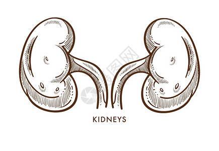 肾脏内器官配对孤立的素描解剖矢量泌尿系统医学和保健移植解剖结构身体过滤单色结构吸收人体健康解剖肾内脏分离的器官配对分离的素描背景图片