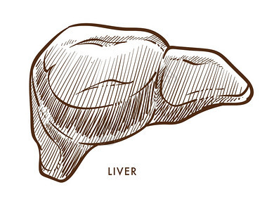 内部孤立的器官内部孤立的草图肝脏疾病硬化炎和黄胺新陈代谢药物和医疗疾病预防纤维化和糖尿病具有解剖元素单色图画的风险肝硬化和炎或背景图片
