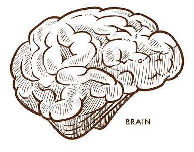 脑器官矢量插画图片