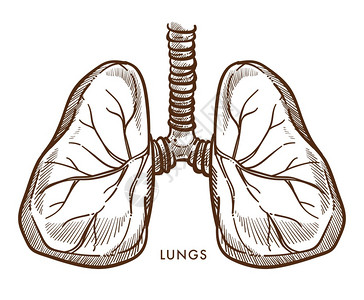人体肺呼吸系统矢量插画图片