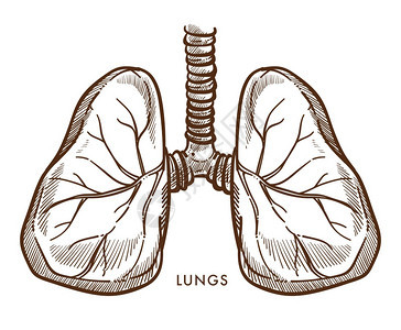 人体肺呼吸系统矢量插画图片