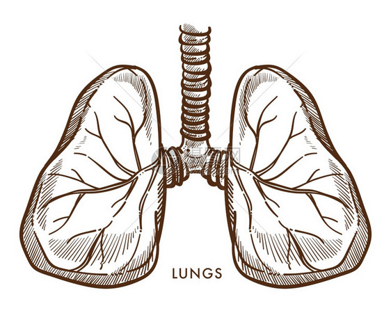 人体肺呼吸系统矢量插画图片