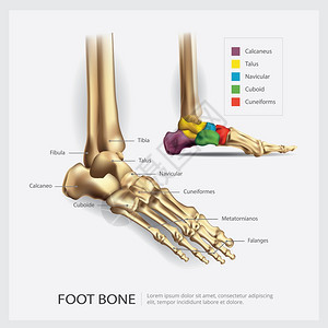 脚骨解剖矢量说明图片