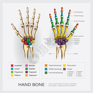 人体手骨矢量插图图片