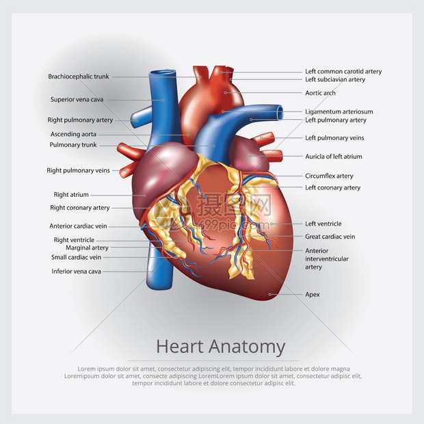 人类心脏解剖图图片