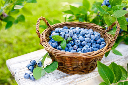 蓝莓新鲜果子和树叶放在花园枝上图片