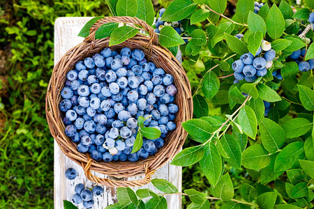 蓝莓新鲜果子和树叶放在花园枝上图片