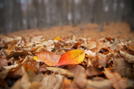 林地的秋叶近距离自然构成图片