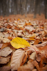 林地的秋叶近距离自然构成图片