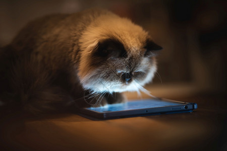 喜马拉雅山波斯猫玩平板牌家养宠物的生活方式图片