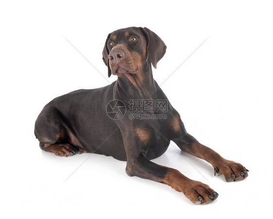 在白色背景面前的dobermannpinsher图片