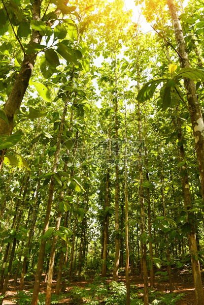 种植茶叶田地物中的Teak树种绿叶阳光林新鲜绿树由叶子和太阳的温暖光照在树叶上图片