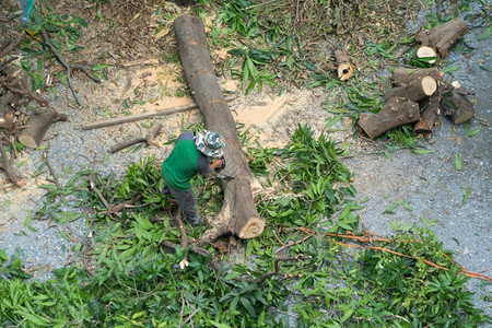 砍树者或伐木工人手持链锯在森林中砍伐绿色木柴天然树图片