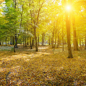 秋天公园黄色干叶落下图片