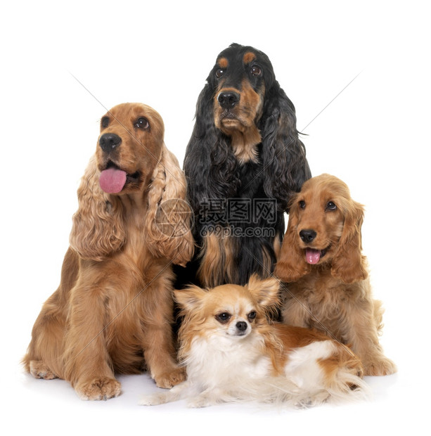 白色背景面前的三只白种马和吉娃高清图片下载 正版图片 摄图网