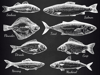 手绘精美鱼类图片