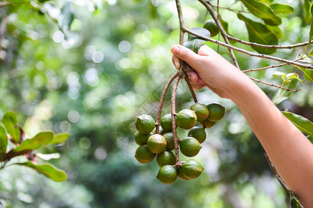 妇女在农场的马卡达米亚树上拥有天然的坚果图片