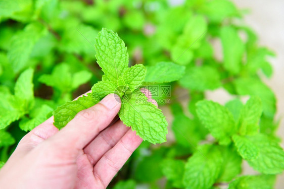 绿色草药或蔬菜食品花园背景的薄粉叶图片